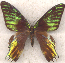 Urania ripheus female aberant (Internet Image property of respective owner, non-commercial use only)